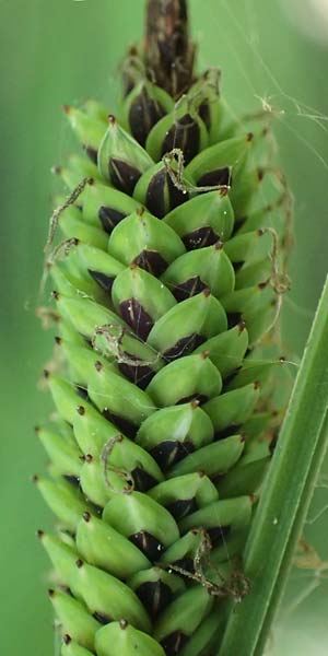 Carex elata \ Steife Segge / Tufted Sedge, D M&uuml;hlheim am Main - L&auml;mmerspiel 30.5.2023