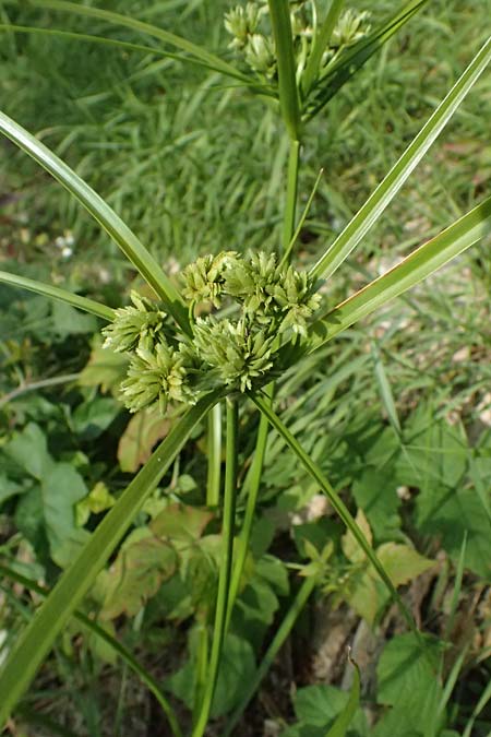 Cyperus eragrostis \ Frischgr�nes Zypergras, Liebesgrasartiges Zypergras / Pale Galingale, D Mannheim 22.9.2024