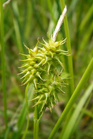 Carex flava \ Gro�e Gelb-Segge / Large Yellow-Sedge, D Dieburg 22.5.2015