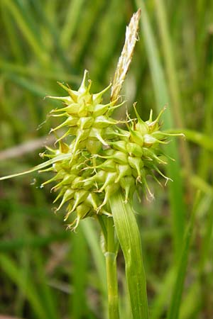 Carex flava \ Gro�e Gelb-Segge / Large Yellow-Sedge, D Dieburg 22.5.2015