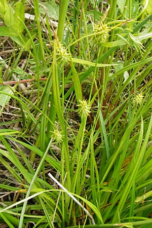 Carex flava \ Gro�e Gelb-Segge / Large Yellow-Sedge, D Dieburg 22.5.2015