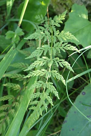 Cystopteris fragilis \ Zerbrechlicher Blasenfarn / Brittle Bladder Fern, D Pfronten 28.6.2016