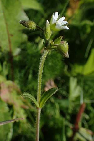 Cerastium holosteoides \ Gew�hnliches Hornkraut / Common Mouse-Ear, D Schwarzwald/Black-Forest, Feldberg 10.7.2016