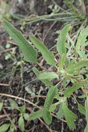 Chenopodium ficifolium \ Feigenbl�ttriger G�nsefu� / Fig-Leaved Goosefoot, D B&uuml;rstadt 30.9.2016