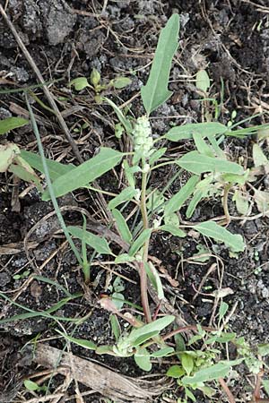 Chenopodium ficifolium \ Feigenbl�ttriger G�nsefu� / Fig-Leaved Goosefoot, D B&uuml;rstadt 30.9.2016