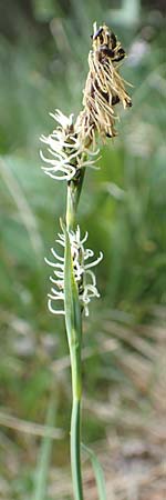 Carex flacca \ Blaugr�ne Segge / Blue Sedge, Carnation Grass, D Schwarzwald/Black-Forest, Feldberg 27.5.2017