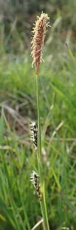 Carex flacca \ Blaugr�ne Segge / Blue Sedge, Carnation Grass, D Schwarzwald/Black-Forest, Feldberg 27.5.2017