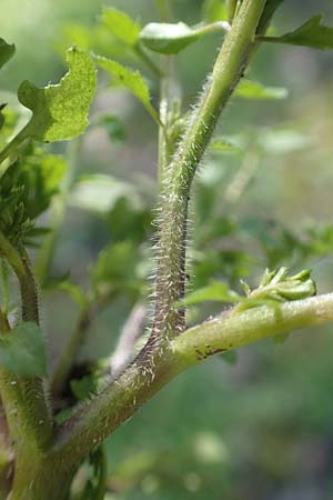 Cardamine flexuosa \ Wald-Schaumkraut / Wavy Bitter-Cress, D Bensheim 7.4.2018