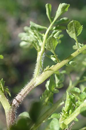 Cardamine flexuosa \ Wald-Schaumkraut / Wavy Bitter-Cress, D Bensheim 7.4.2018
