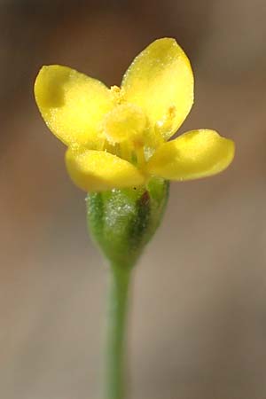 Cicendia filiformis \ Heide-Zindelkraut / Slender Cicendia, Yellow Centaury, D Drover Heide 9.7.2018