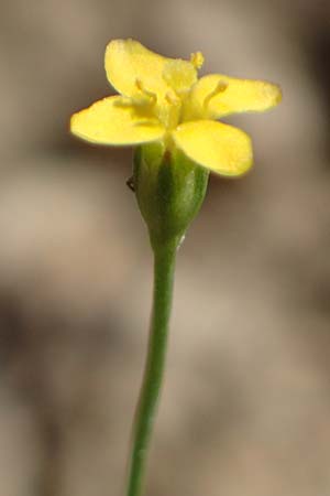 Cicendia filiformis \ Heide-Zindelkraut / Slender Cicendia, Yellow Centaury, D Drover Heide 9.7.2018
