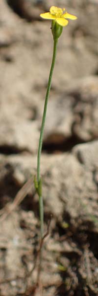 Cicendia filiformis \ Heide-Zindelkraut / Slender Cicendia, Yellow Centaury, D Drover Heide 9.7.2018