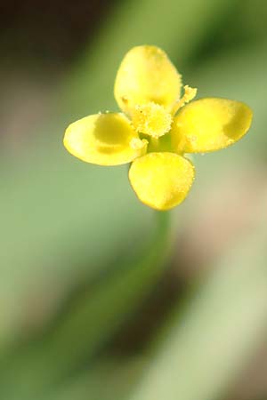 Cicendia filiformis \ Heide-Zindelkraut / Slender Cicendia, Yellow Centaury, D Drover Heide 9.7.2018