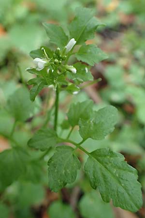 Cardamine flexuosa \ Wald-Schaumkraut / Wavy Bitter-Cress, D Bochum 7.10.2018