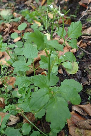 Cardamine flexuosa \ Wald-Schaumkraut / Wavy Bitter-Cress, D Bochum 7.10.2018