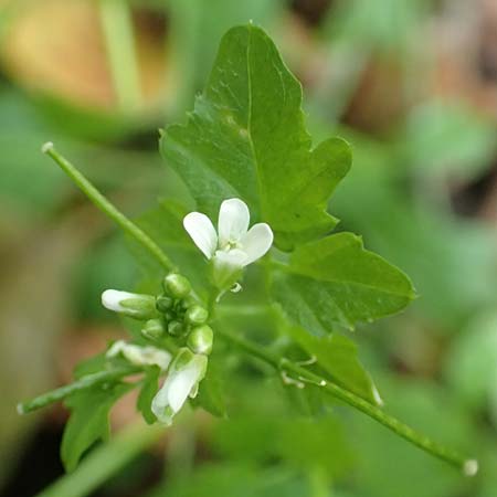 Cardamine flexuosa \ Wald-Schaumkraut / Wavy Bitter-Cress, D Bochum 7.10.2018