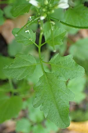 Cardamine flexuosa \ Wald-Schaumkraut / Wavy Bitter-Cress, D Bochum 7.10.2018