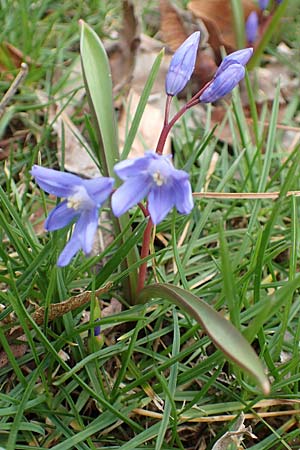 Scilla sardensis \ Sardes-Schneeglanz, Dunkle Sternhyazinthe / Sardes Glory of the Snow, D J&uuml;lich 10.3.2019