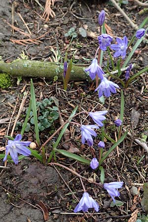 Scilla sardensis, Sardes-Schneeglanz, Dunkle Sternhyazinthe
