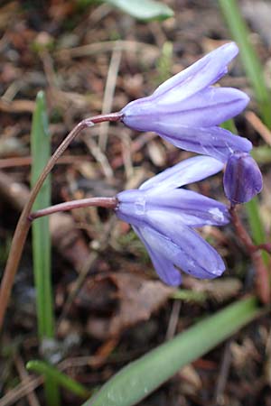Scilla sardensis \ Sardes-Schneeglanz, Dunkle Sternhyazinthe / Sardes Glory of the Snow, D Hagen 11.3.2019