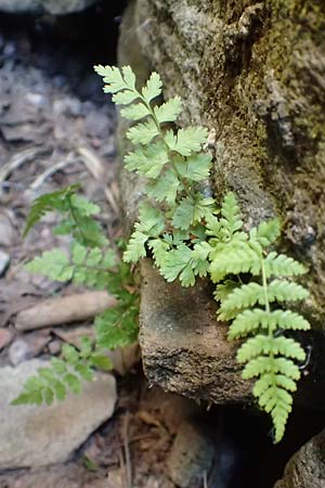 Cystopteris fragilis \ Zerbrechlicher Blasenfarn / Brittle Bladder Fern, D Schwarzwald/Black-Forest, Hornisgrinde 4.9.2019