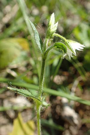 Cerastium holosteoides \ Gew�hnliches Hornkraut / Common Mouse-Ear, D Ketsch 21.5.2020