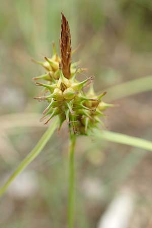 Carex flava \ Gro�e Gelb-Segge / Large Yellow-Sedge, D Offenburg 22.5.2020
