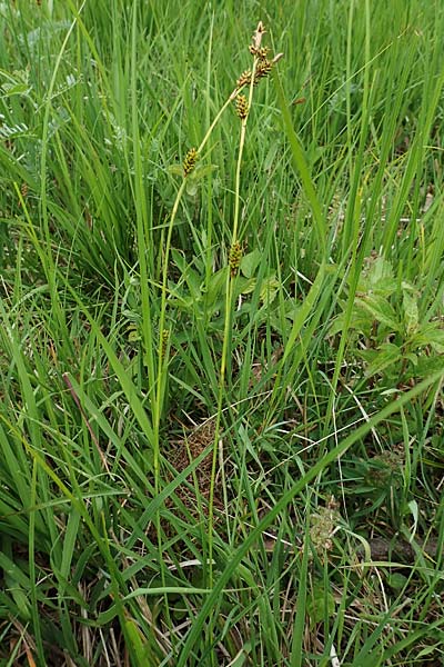Carex hostiana \ Saum-Segge, Hosts Segge / Tawny Sedge, D Offenburg 22.5.2020