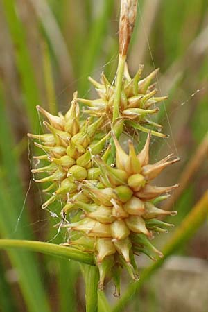 Carex demissa \ Gr�n-Segge / Common Yellow Sedge, D Hunsr&uuml;ck, B&ouml;rfink 18.7.2020