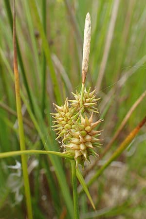 Carex demissa \ Gr�n-Segge / Common Yellow Sedge, D Hunsr&uuml;ck, B&ouml;rfink 18.7.2020