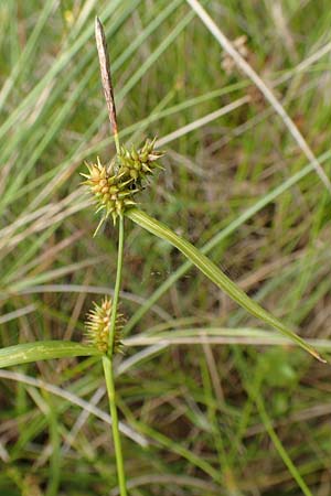 Carex demissa \ Gr�n-Segge / Common Yellow Sedge, D Hunsr&uuml;ck, B&ouml;rfink 18.7.2020