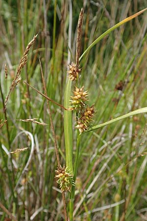 Carex demissa \ Gr�n-Segge / Common Yellow Sedge, D Hunsr&uuml;ck, B&ouml;rfink 18.7.2020
