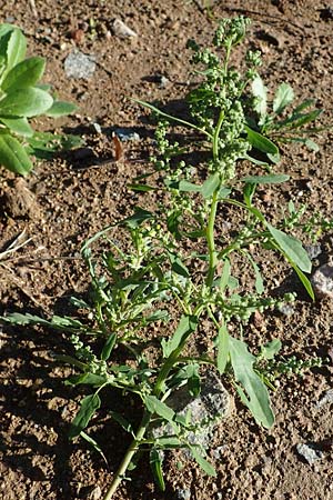 Chenopodium ficifolium \ Feigenbl�ttriger G�nsefu� / Fig-Leaved Goosefoot, D Brensbach 10.10.2020