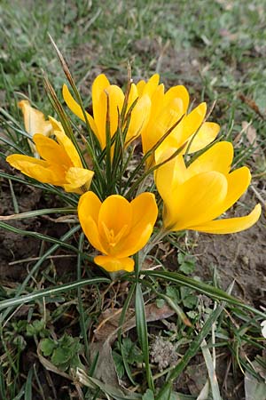 Crocus flavus \ Gold-Krokus / Yellow Crocus, D Ludwigshafen 18.3.2021
