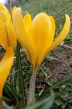 Crocus flavus \ Gold-Krokus / Yellow Crocus, D Ludwigshafen 18.3.2021