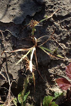 Cyperus fuscus \ Braunes Zypergras / Brown Flatsedge, D Bahlingen am Kaiserstuhl 24.9.2021