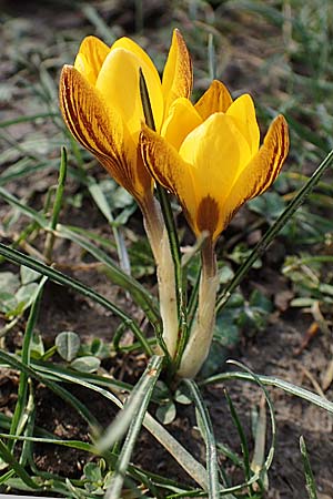 Crocus flavus \ Gold-Krokus / Yellow Crocus, D Ludwigshafen 14.2.2022