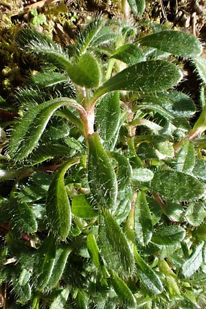Cerastium holosteoides \ Gew�hnliches Hornkraut / Common Mouse-Ear, D Erlenbach am Main 19.3.2022