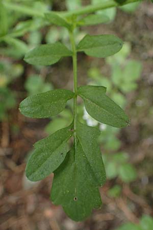 Cardamine flexuosa \ Wald-Schaumkraut / Wavy Bitter-Cress, D Trippstadt 23.4.2022