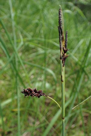 Carex flacca \ Blaugr�ne Segge / Blue Sedge, Carnation Grass, D Mosbach 13.7.2022