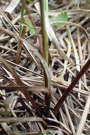 Carex flacca \ Blaugr�ne Segge / Blue Sedge, Carnation Grass, D Mosbach 13.7.2022