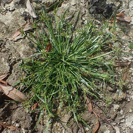 Cyperus fuscus \ Braunes Zypergras / Brown Flatsedge, D Altrip 1.9.2022