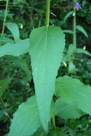 Campanula rapunculoides \ Acker-Glockenblume / Creeping Bellflower, D Kellenbach 7.7.2008
