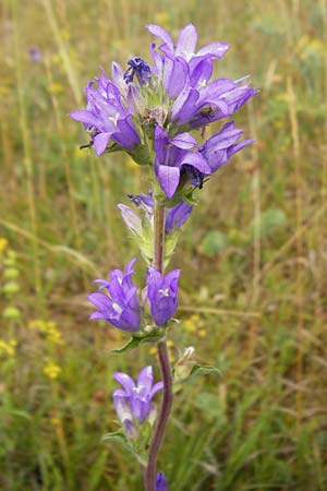 Campanula glomerata \ Kn�uel-Glockenblume / Clustered Bellflower, D Gerolzhofen-Sulzheim 18.7.2015