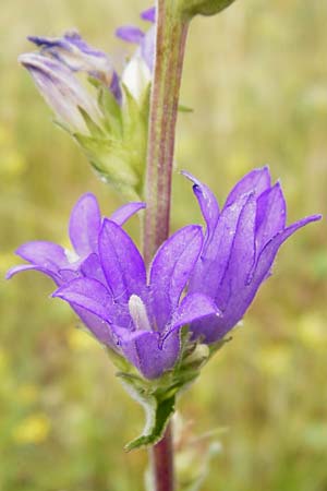 Campanula glomerata \ Kn�uel-Glockenblume / Clustered Bellflower, D Gerolzhofen-Sulzheim 18.7.2015