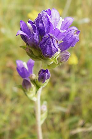 Campanula glomerata \ Kn�uel-Glockenblume / Clustered Bellflower, D Gerolzhofen-Sulzheim 18.7.2015