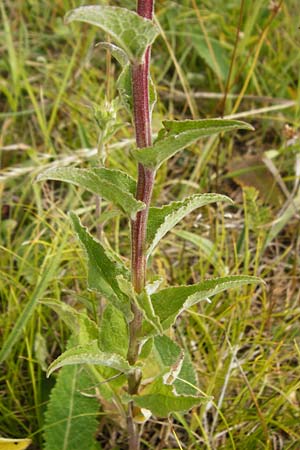 Campanula glomerata \ Kn�uel-Glockenblume / Clustered Bellflower, D Gerolzhofen-Sulzheim 18.7.2015