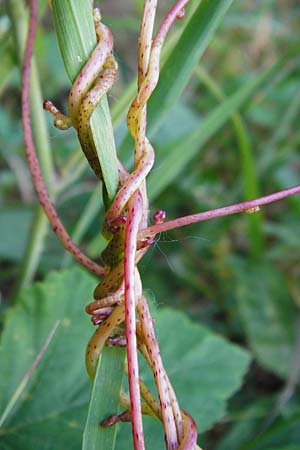 Cuscuta lupuliformis \ Weiden-Seide / Willow Dodder, D Mannheim 20.7.2015