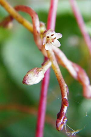 Cuscuta lupuliformis \ Weiden-Seide / Willow Dodder, D Mannheim 20.7.2015