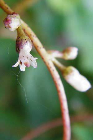 Cuscuta lupuliformis \ Weiden-Seide / Willow Dodder, D Mannheim 20.7.2015